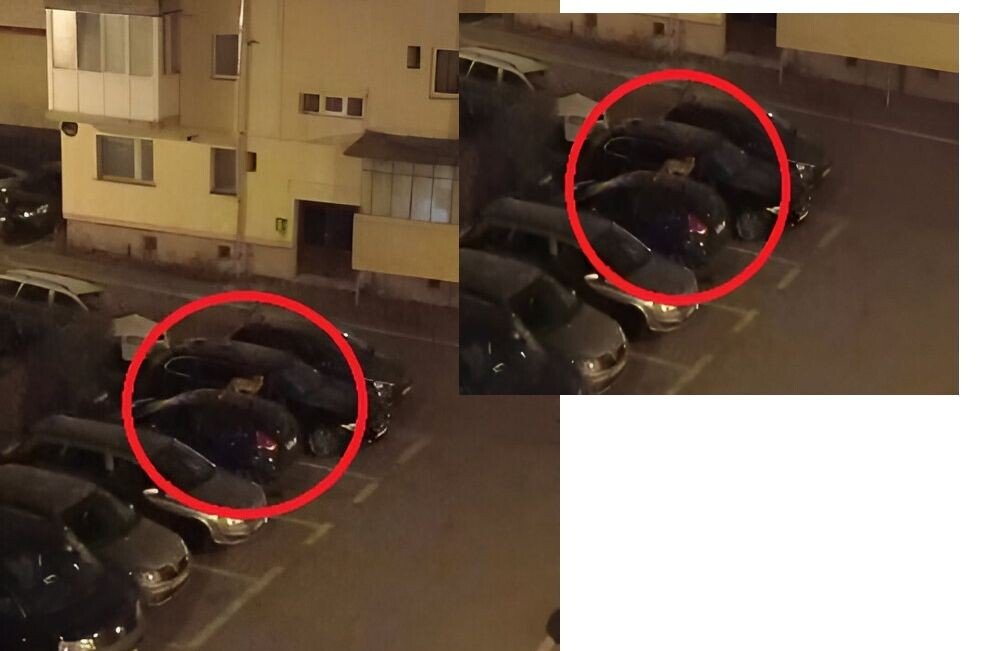 vulpe in vasile aaron 2