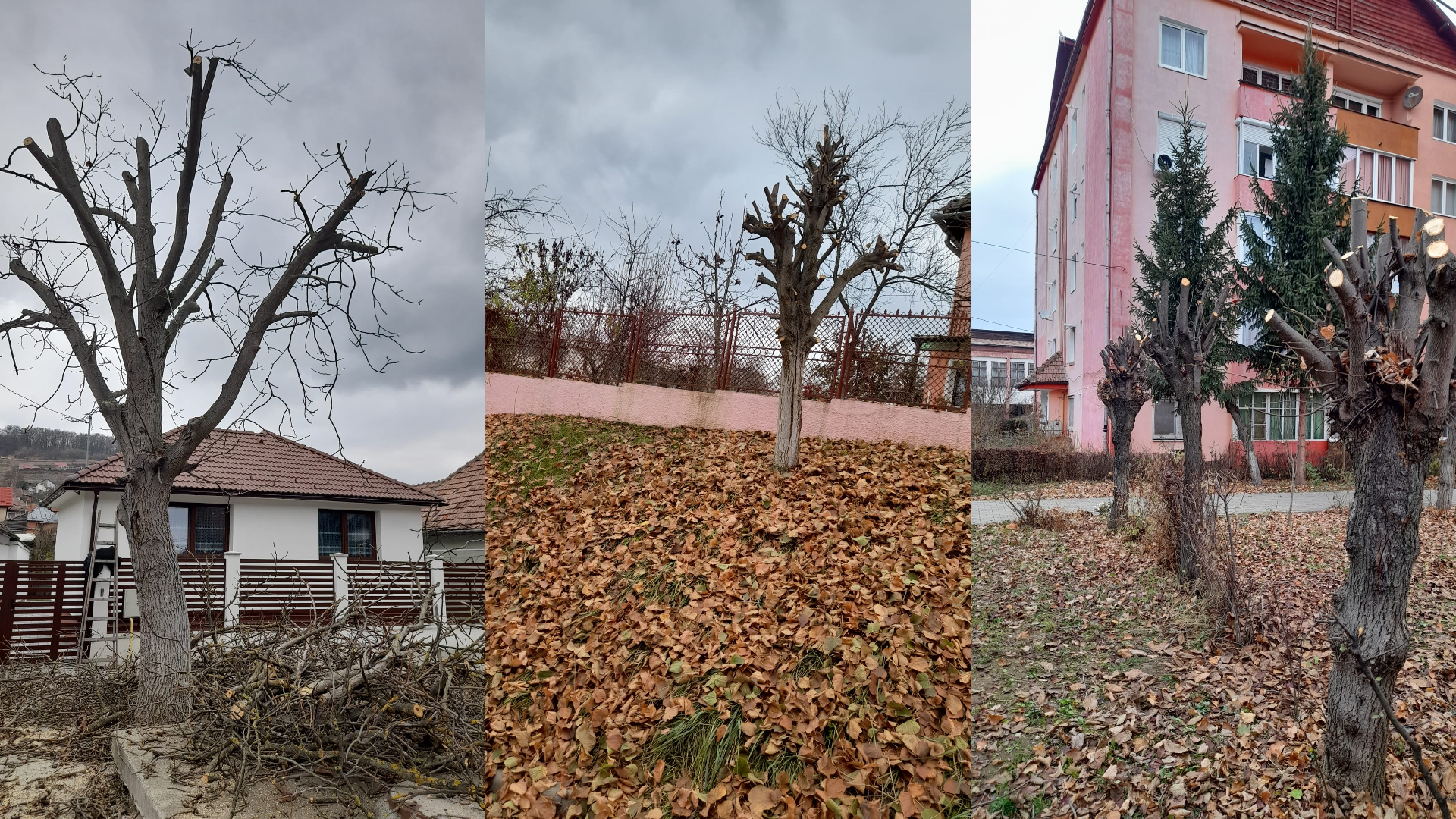 Campanie de toaletare a arborilor în Mediaș. Cum pot cetățenii solicita intervenții