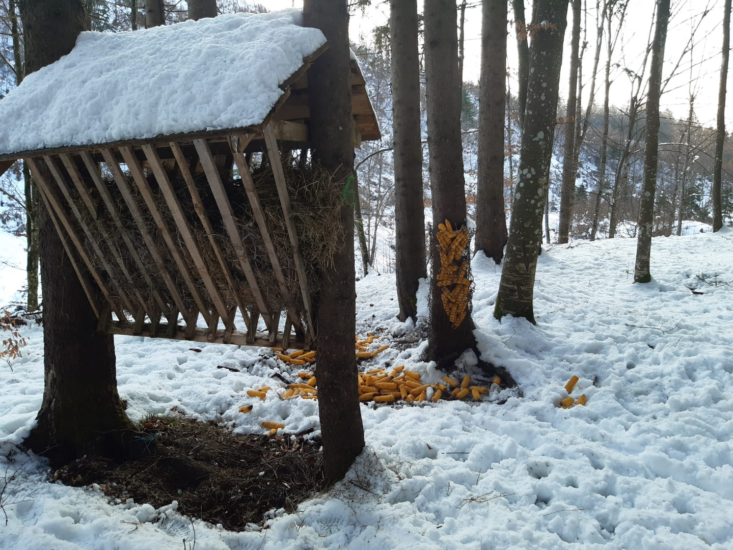 În pădure, masa e pusă! Cum ajută silvicultorii sibieni animalele să treacă iarna