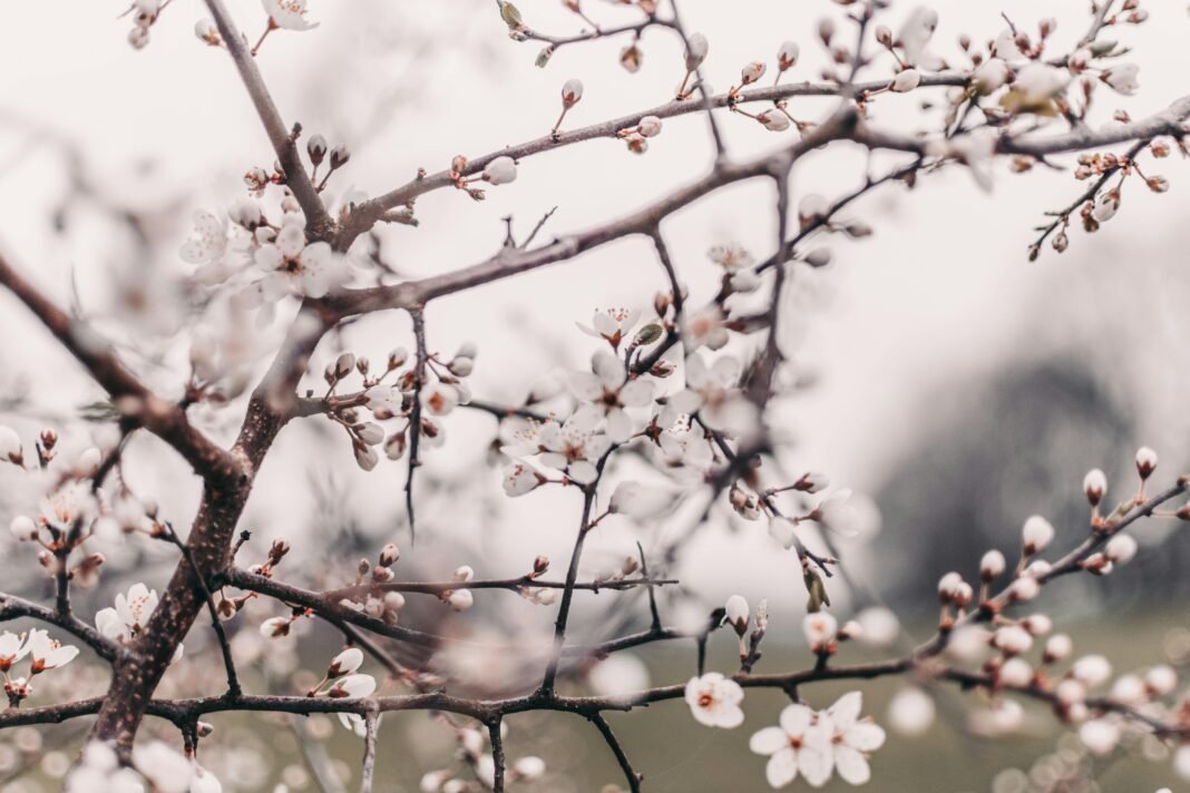 ciresi flori inghetati