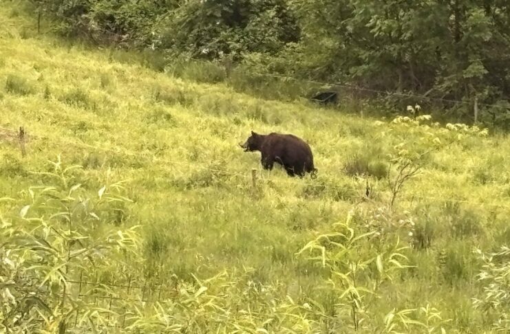 Numărul real al urșilor din județul Sibiu: subiect de dispută