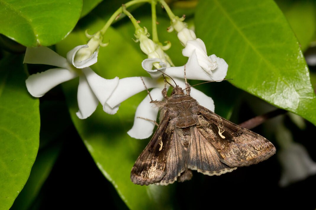1280px-Autographa_gamma_en_Trachelospermum_jasminoides_-_01