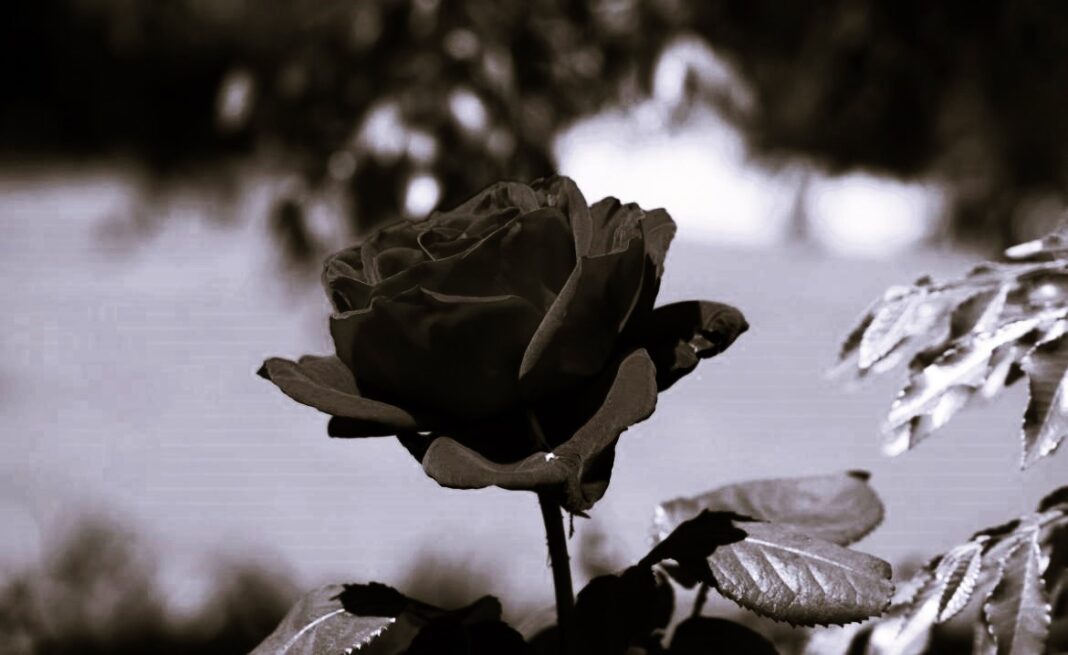 WhatsApp Image 2025-06-01 at 17.00.33 (1)