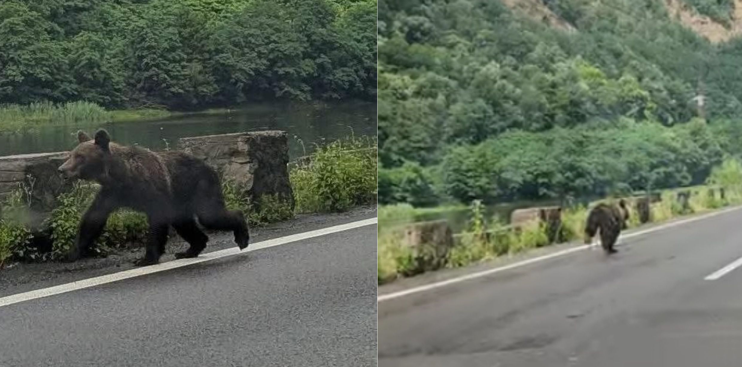 Urs surprins pe DN7 – Valea Oltului! Autoritățile avertizează șoferii