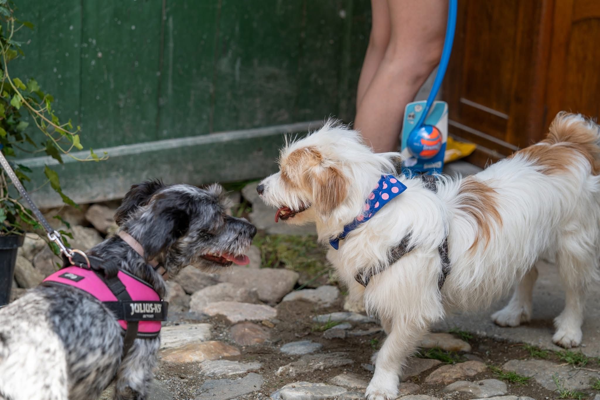 Atmosferă de poveste și solidaritate la „Yard Sale de Bine!” organizat de Animal Life la Cisnădioara