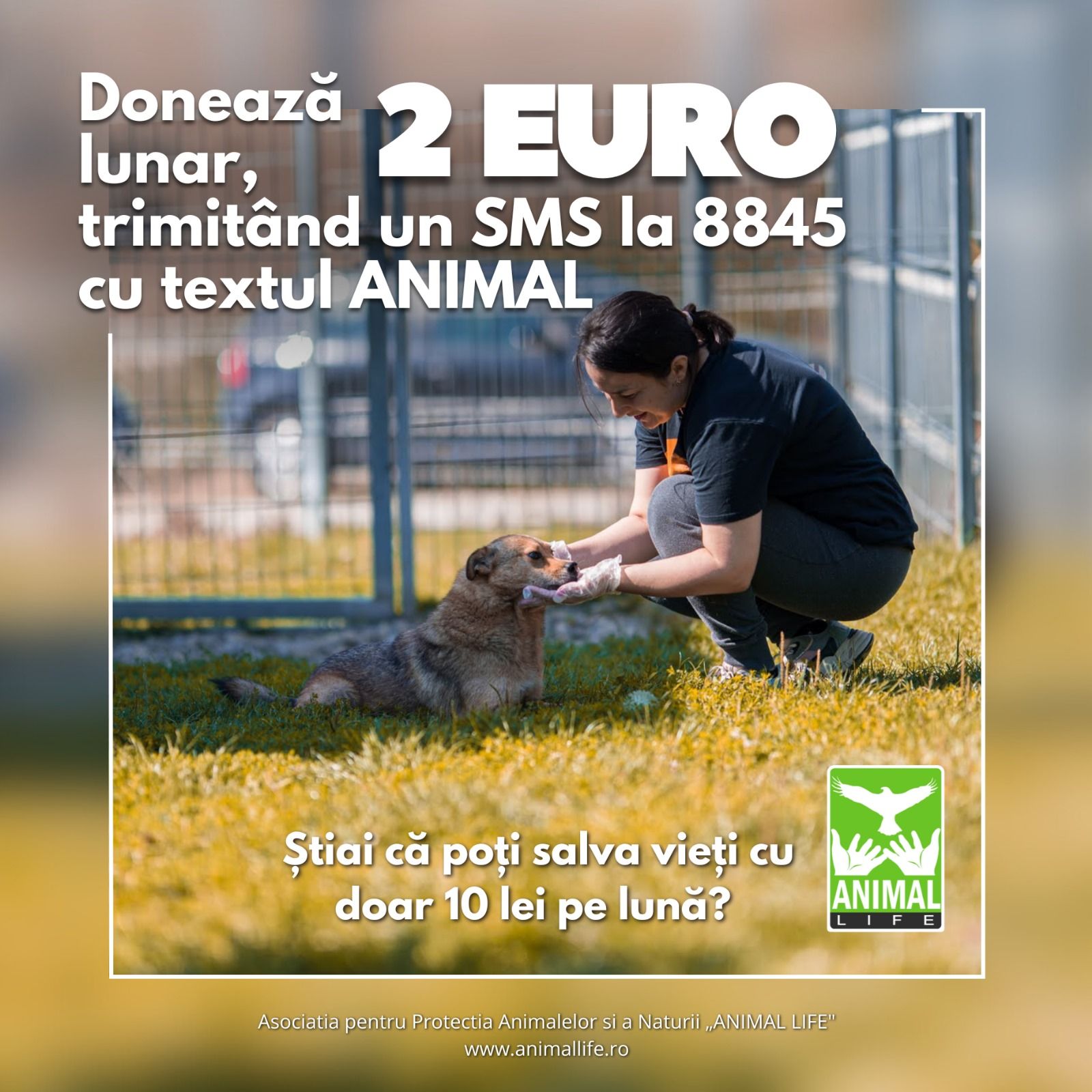 Salvează vieți cu doar 10 lei pe lună: campania Animal Life pentru animalele fără stăpân!