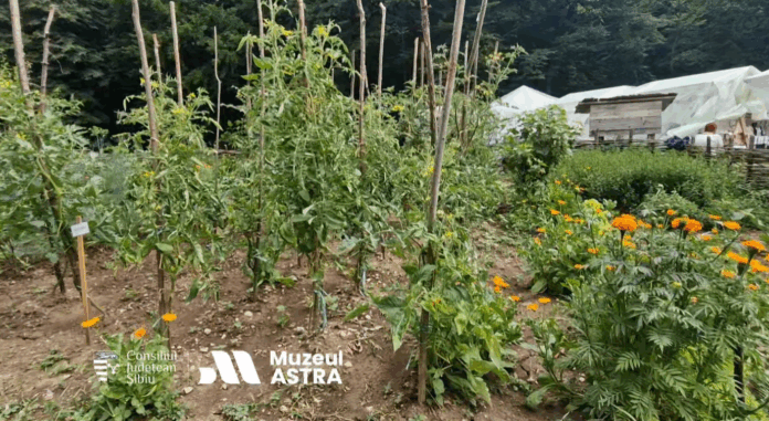 Screenshot 2025-07-08 123015