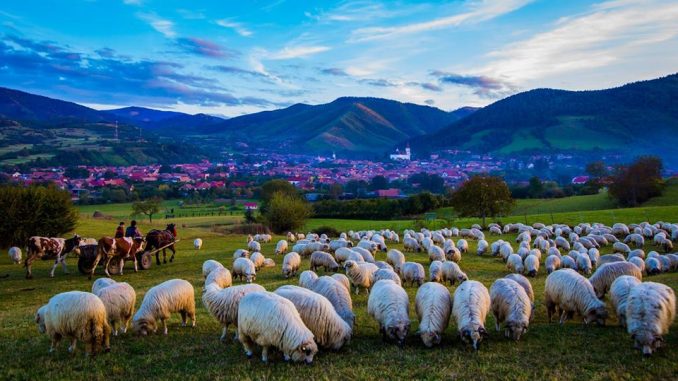 Festivalul brânzei la Rășinari