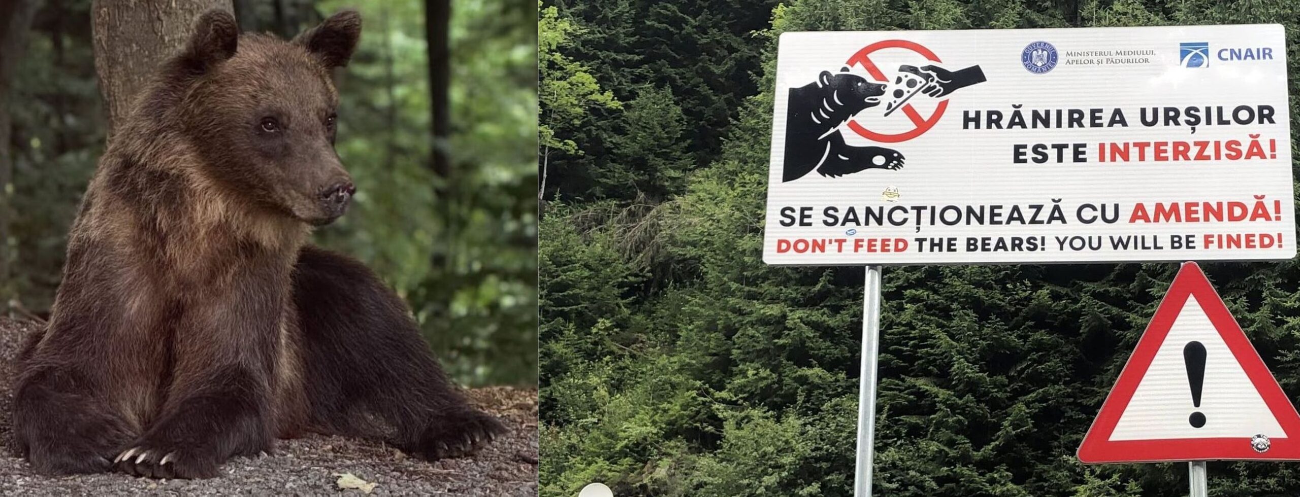 Transfăgărășan, ținutul urșilor: 21 de urși observați pe 80 de kilometri de drum