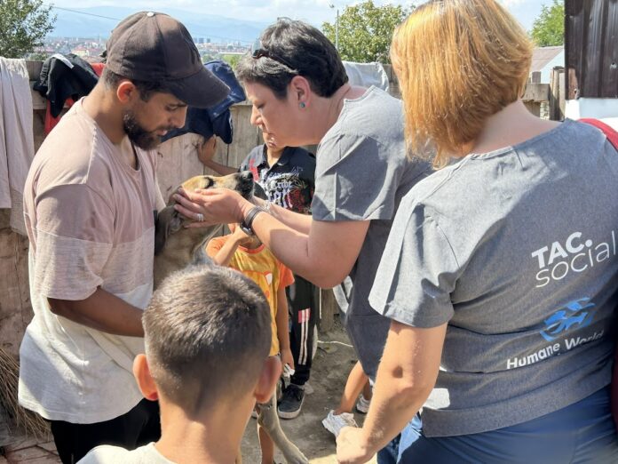 Gușterița de treabă, un șopârlă nevinovată cu solzi aurii, privind camera.
