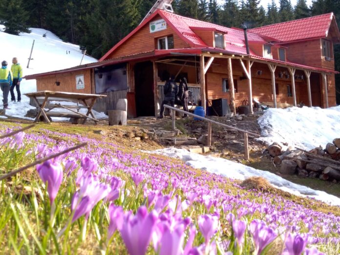 Incendiul de la Cabana Suru stins de voluntarii localnici, cu flăcări și fum în pădure