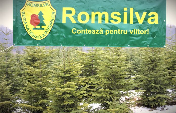 Pomi de Crăciun pregătiți pentru vânzare de Romsilva, așezați ordonat într-o pădure