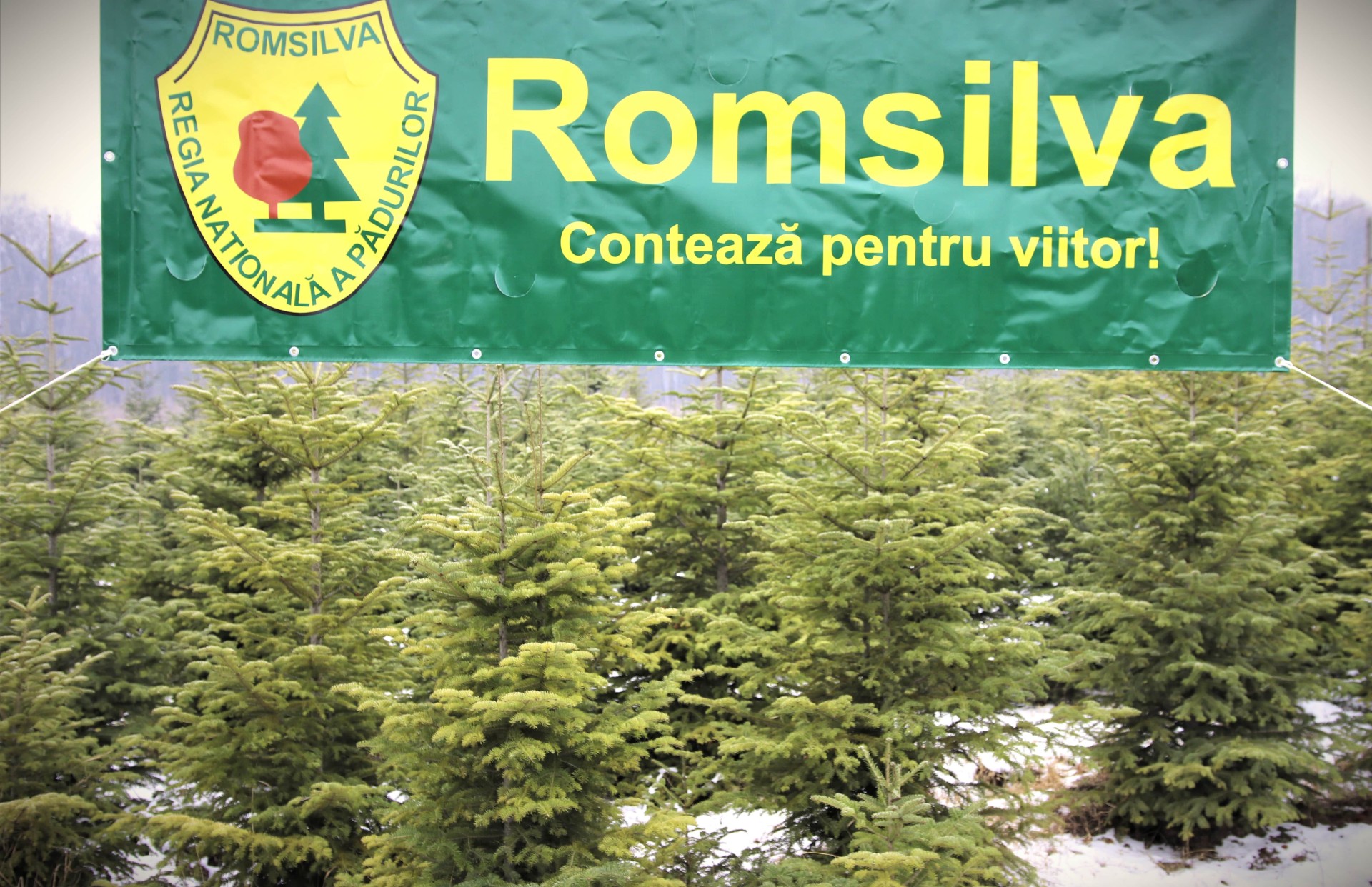 Pomi de Crăciun pregătiți pentru vânzare de Romsilva, așezați ordonat într-o pădure