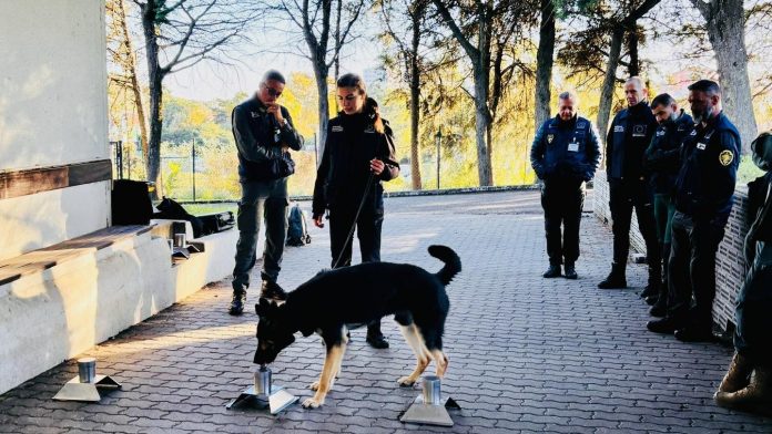 Echipa K9 din Centrul Chinologic Român execută un exercițiu de căutare cu performanță la nivel european