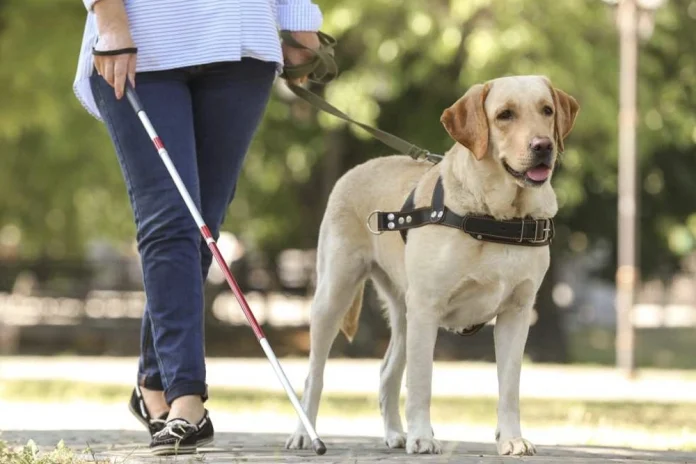 Câine orb, simbol al spectacolului de incluziune din Sibiu pentru persoane cu dizabilități