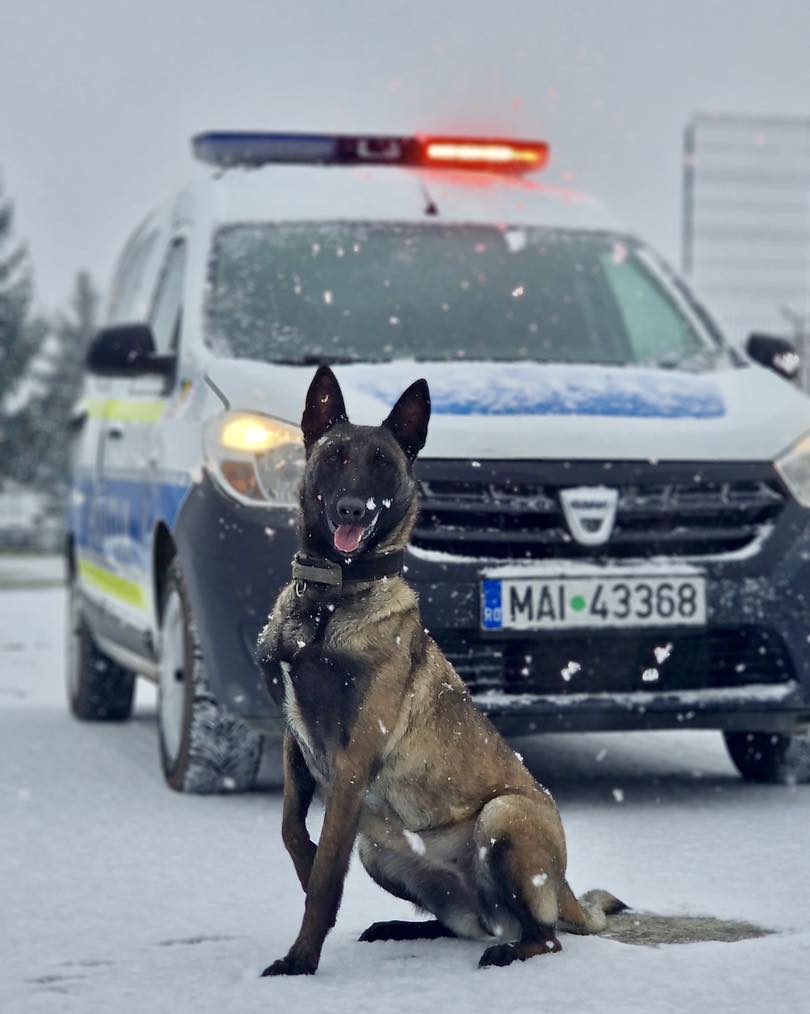 437 Ema, câine politist, alergând și antrenându-se pe zăpadă la Centrul Chinologic Sibiu