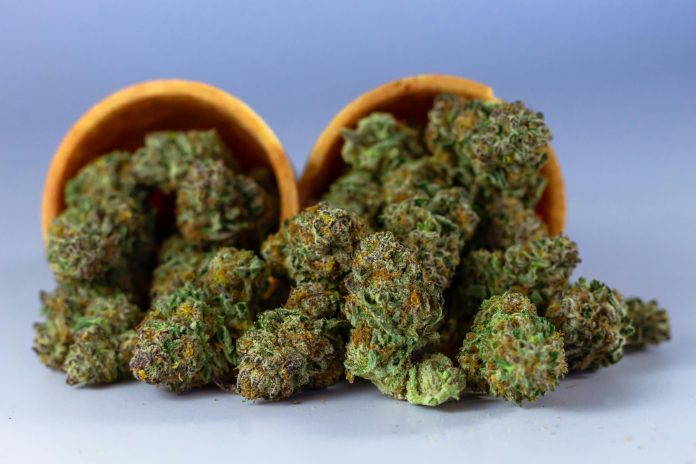Plante de cannabis cultivate pentru uz personal, conform noii legi din Republica Cehă care permite până la trei plante.