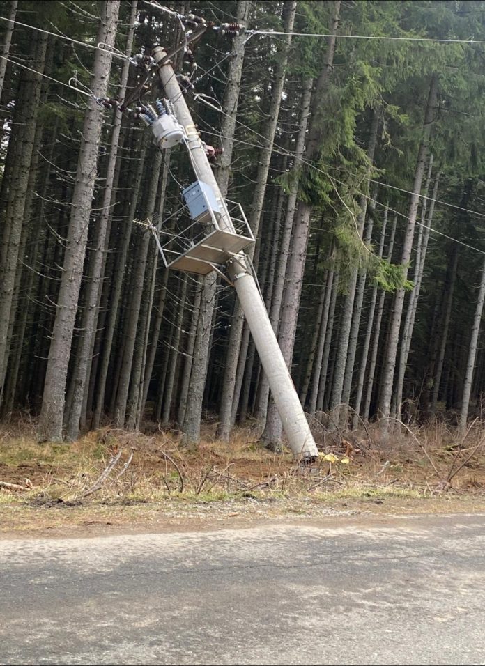 Vedere apropiată a unui brad doborât de vânt la Păltiniș, cu solul disturbat la baza trunchiului