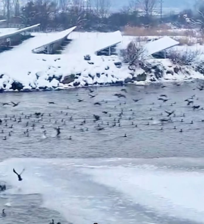Cormorani care afectează pescarii din Sibiu, stând pe o ramură pe malul apei.