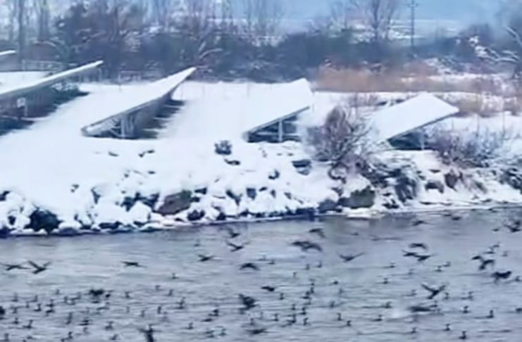 Strigătul de disperare al pescarilor din Sibiu: „După urși, poate se sensibilizează autoritățile să facem ceva și pentru combaterea cormoranilor.”