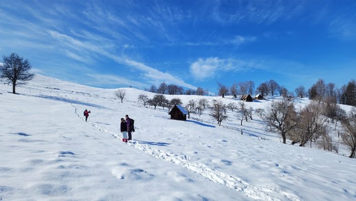 Păstor cu oi în livada de pe creasta muntoasă, peisaj tipic din Rășinari