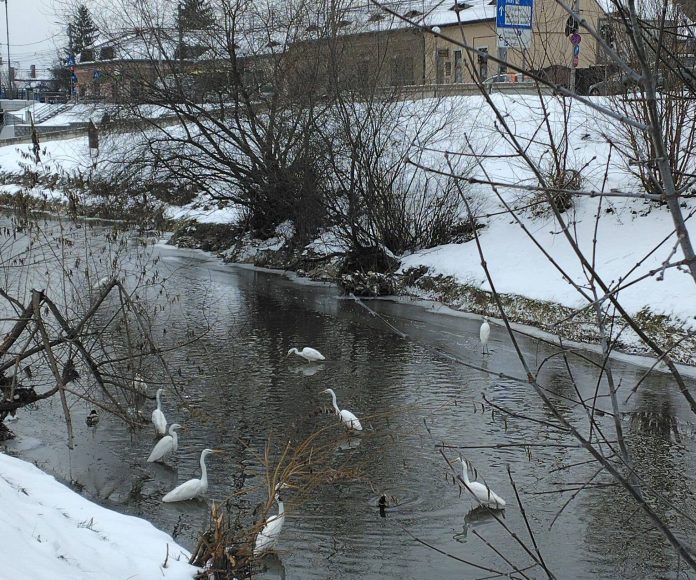 Egretă albă pe malul râului Cibin, în apropiere de Sibiu, în timpul sezonului de cuibărit.