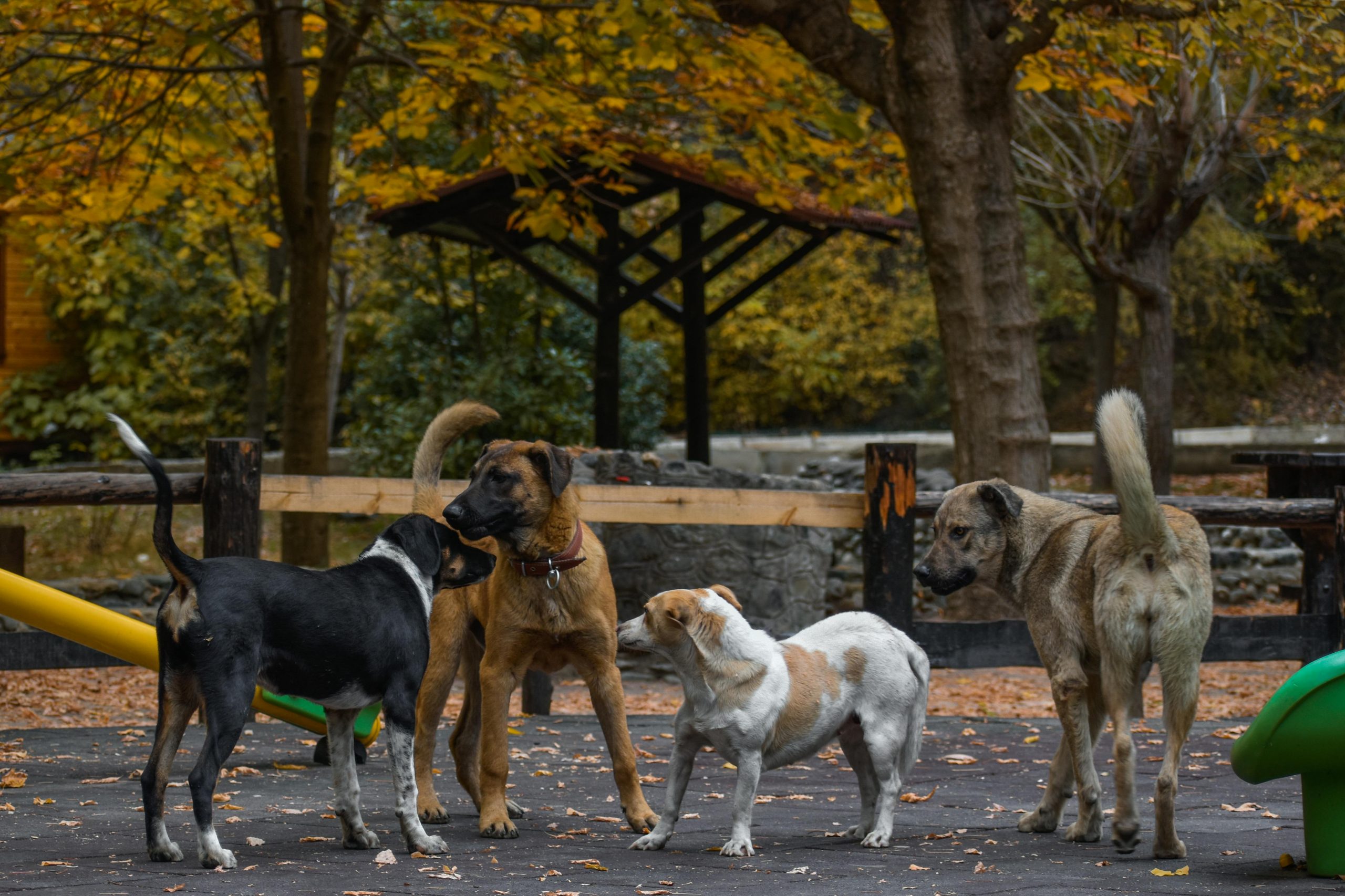 Pisică de companie într-un mediu sigur, legat de programul de sterilizare animale Sibiu.
