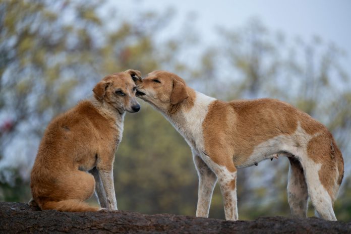 Câine maidanez care așteaptă să beneficieze de un program de sterilizare gratuită