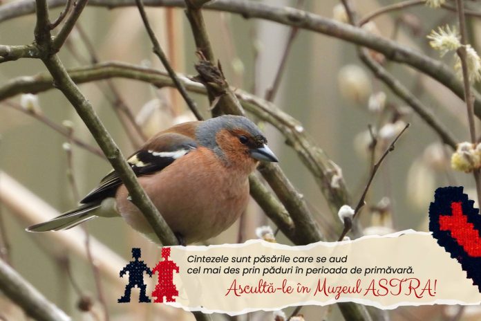 Vizitatori admirând exponatele expoziției Povești cu Aripi la Muzeul ASTRA