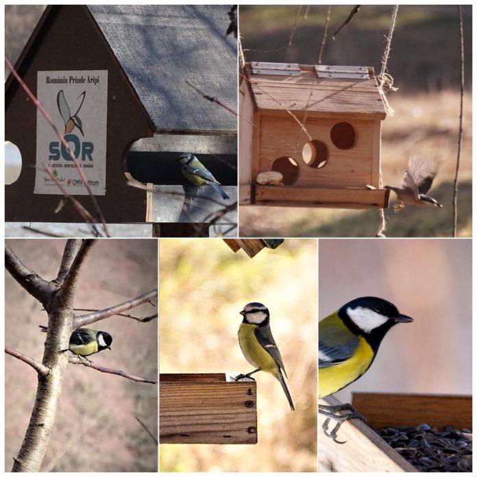 458 Pasăre care iernează la Muzeul ASTRA, așezată pe o creangă sau structură de lemn în aer liber.