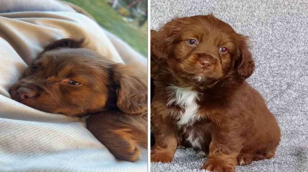 image Captură de ecran OLX cu anunț suspicios pentru vânzare căței Bichon, exemplu de escrocherie