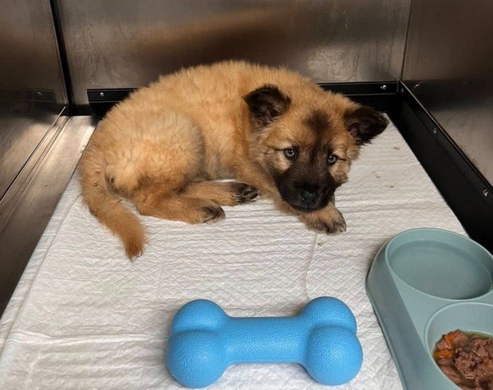 Câini și pisici în grija Asociației Animal Life Sibiu, așteptând hrană și adopție.