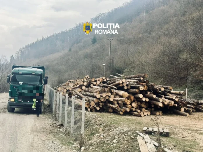 Stive de bușteni ilicitați, pregătiți pentru transport, în urma unei acțiuni polițienești.