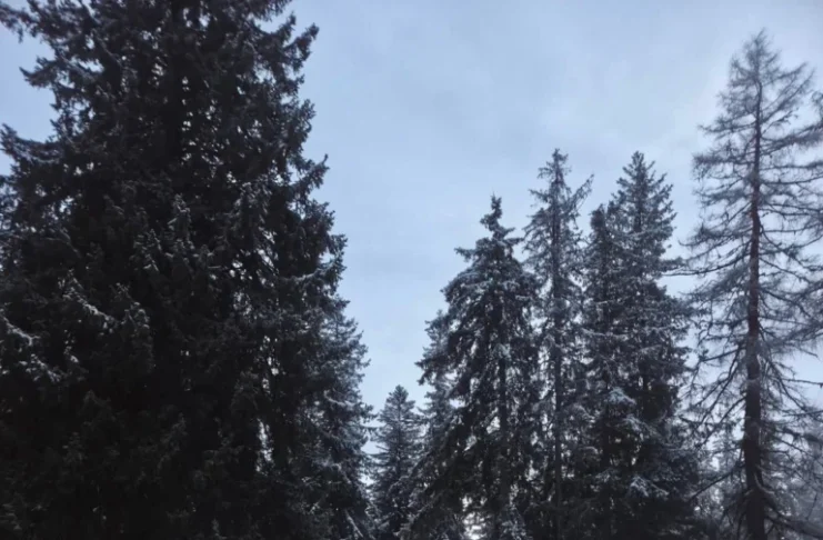 Ninsoare la Păltiniș la final de martie. S-a așternut strat de zăpadă