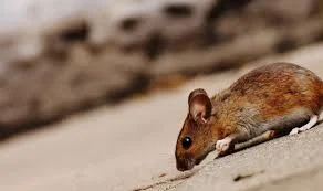 Acțiune de deratizare pe domeniul public din Sibiu, la final de martie