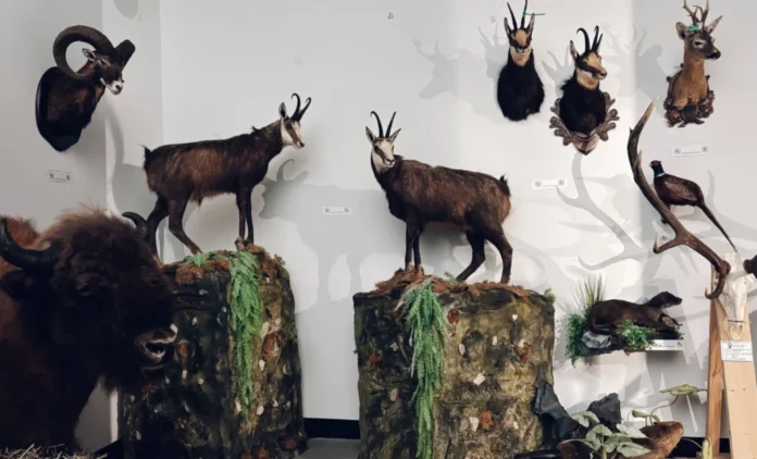Vedere panoramică a expoziției de vânătoare cu peste 500 de trofee la Muzeul Astra