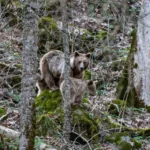 Urs împușcat în zona Sebeșu de Sus, înconjurat de autorități și martori