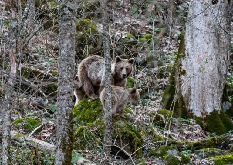 Ursul din Sebeșu de Sus putea fi împușcat. Documentele Primăriei Racovița lasă însă semne de întrebare asupra procedurii