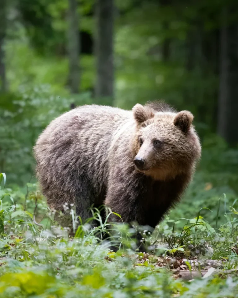 Un urs a fost văzut în Cisnădioara. Jandarmii sibieni au intervenit!