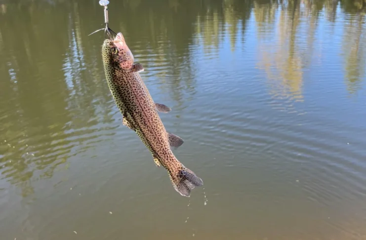 Păstrăvarii dau startul sezonului 2026 pe râul Cibin, la Sibiu