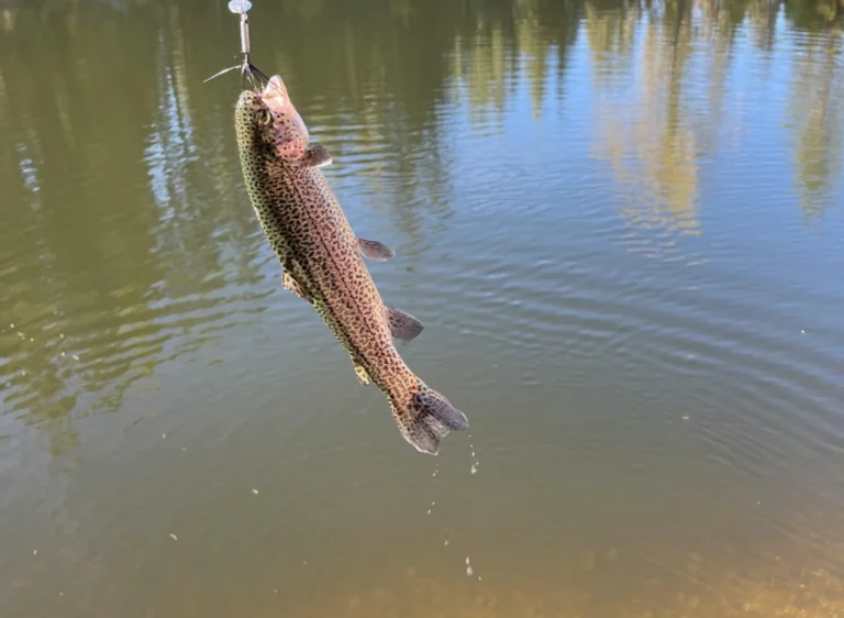 Păstrăvarii dau startul sezonului 2026 pe râul Cibin, la Sibiu