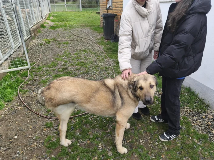 Câini de diferite rase și vârste așteaptă adopția la adăpostul Animal Life din Sibiu