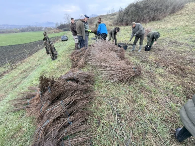 Copșa Mică a devenit mai verde: mii de puieți plantați de voluntari pe traseul Via Transilvanica
