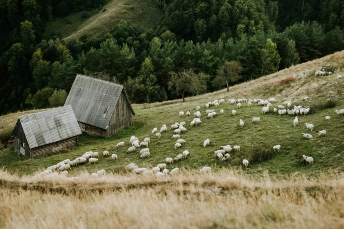 Peisaj pitoresc din Ţara Colibelor, Râu Sadului, în candidatura pentru Destinaţia Anului 2026.