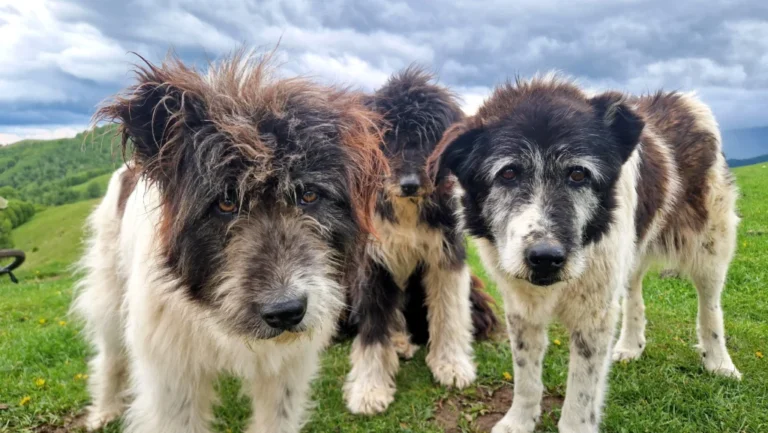 Deschiderea oficială a expoziției „Între om, munte și câine” va avea loc mâine la spațiul „OMIE” din Piața Mică