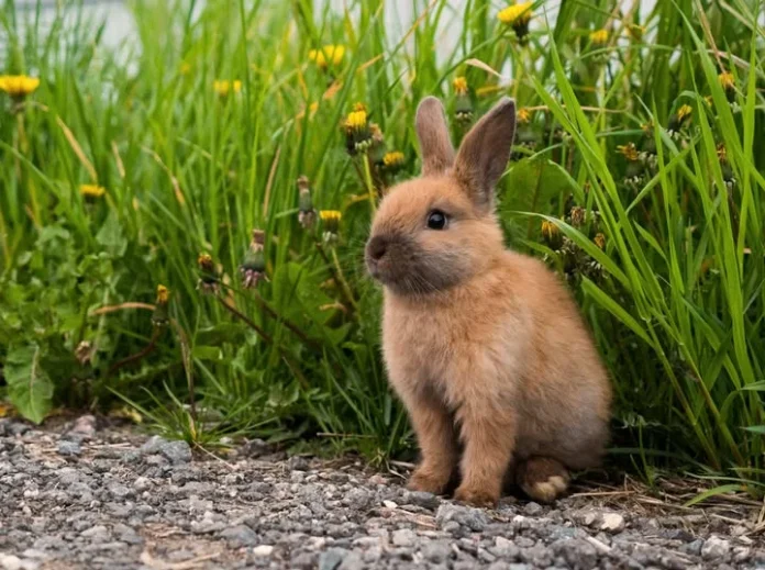 Iepuraș de Paște expus în Muzeul de Istorie Naturală din Sibiu, ilustrând simbolul pascal