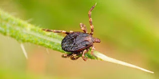 Recomandări pentru prevenirea și combaterea înțepăturilor de căpușe. Avertisment al specialiștilor din Sibiu