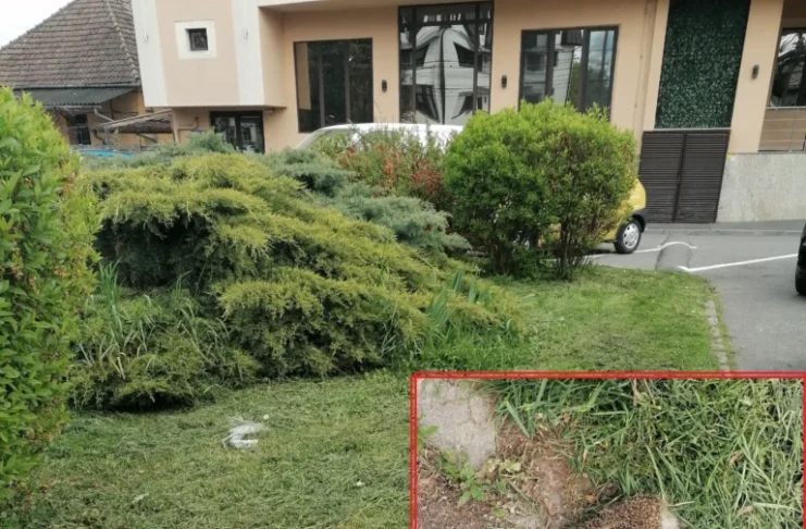 Arici ucis în timpul cosirii ierbii, în Sibiu. O cititoare acuză că lucrările din spațiile verzi sunt făcute fără grijă pentru ecosistem