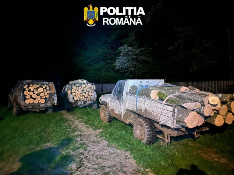 Trei tineri au fost prinși la furat de lemne în zona „Podei”. Polițiștii au confiscat mașinile și arborii! VIDEO