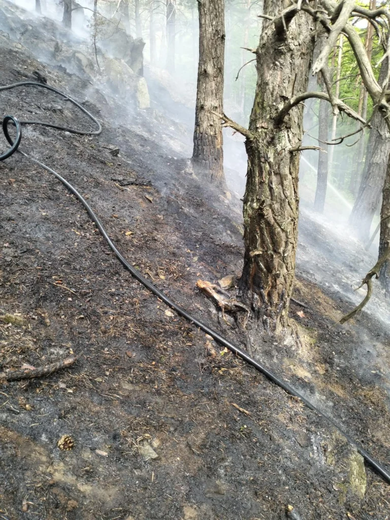 Incendiu la o zonă de pădure din Sadu. Pompierii intervin de urgență!
